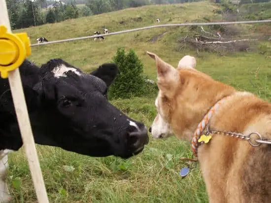 Cow and Dog