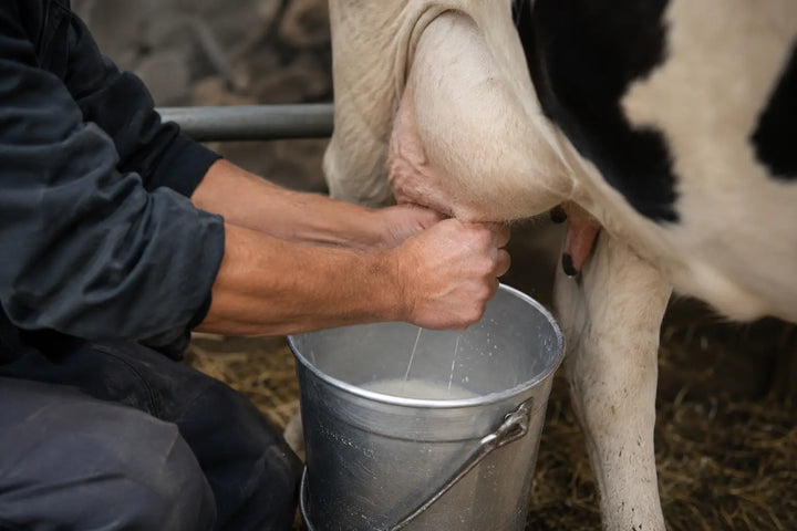 First Milking Colostrum: Why the First 6 Hours Matter
