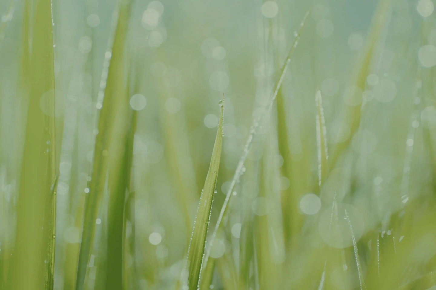 Close-up of dew-covered grass with a blurred background